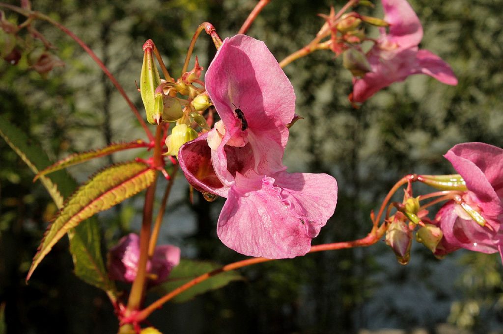 Impatiens glandulifera / Balsamina ghiandolosa